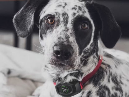 Dog Bark Training Collar 2-in-1, Rechargeable Dog Electric Shock Collar Waterproof, 400m, 1300 ft Remote Control, Pet Product